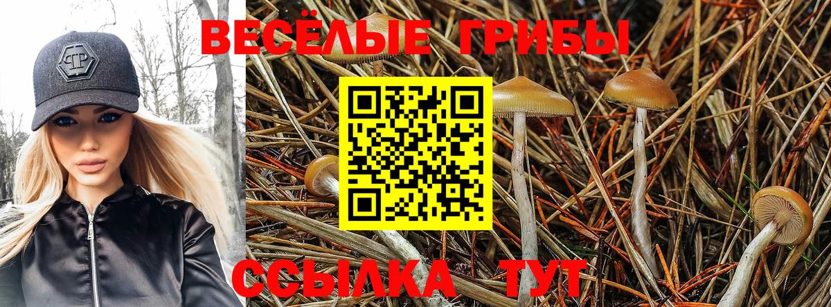 Псилоцибиновые грибы GOLDEN TEACHER  Вход с VPN  Саров  Галлюциногенные грибы GOLDEN TEACHER 